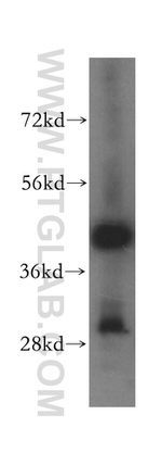 Syntaxin 18 Antibody in Western Blot (WB)