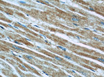 TRAPPC9 Antibody in Immunohistochemistry (Paraffin) (IHC (P))