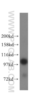 MMS19 Antibody in Western Blot (WB)