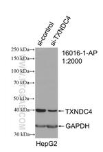 TXNDC4 Antibody in Western Blot (WB)