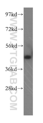 TXNDC4 Antibody in Western Blot (WB)