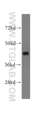 TXNDC4 Antibody in Western Blot (WB)