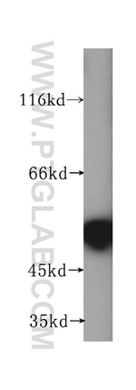 NAP1L4 Antibody in Western Blot (WB)