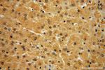 NAP1L4 Antibody in Immunohistochemistry (Paraffin) (IHC (P))