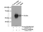 NAP1L4 Antibody in Immunoprecipitation (IP)