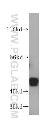 NAP1L4 Antibody in Western Blot (WB)