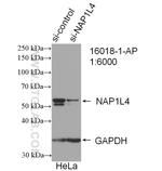 NAP1L4 Antibody in Western Blot (WB)