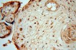 DBR1 Antibody in Immunohistochemistry (Paraffin) (IHC (P))
