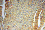 GALM Antibody in Immunohistochemistry (Paraffin) (IHC (P))