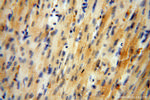 GALM Antibody in Immunohistochemistry (Paraffin) (IHC (P))