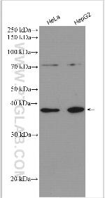GALM Antibody in Western Blot (WB)