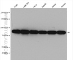 LETM1 Antibody in Western Blot (WB)