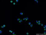 ERGIC3 Antibody in Immunocytochemistry (ICC/IF)