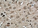ERGIC3 Antibody in Immunohistochemistry (Paraffin) (IHC (P))