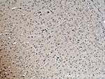 ERGIC3 Antibody in Immunohistochemistry (Paraffin) (IHC (P))