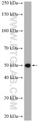 ERGIC3 Antibody in Western Blot (WB)