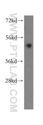 ERGIC3 Antibody in Western Blot (WB)