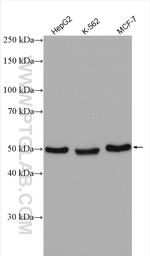 ERGIC3 Antibody in Western Blot (WB)