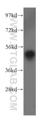 ERGIC3 Antibody in Western Blot (WB)