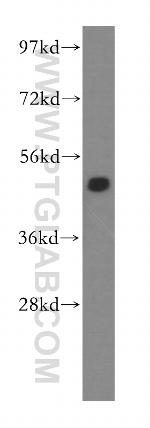 ERGIC3 Antibody in Western Blot (WB)
