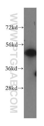 ERGIC3 Antibody in Western Blot (WB)