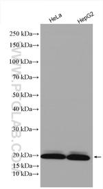 MRPS10 Antibody in Western Blot (WB)