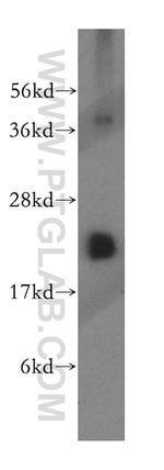 MRPS10 Antibody in Western Blot (WB)