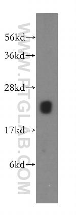 MRPS10 Antibody in Western Blot (WB)