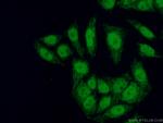 RNF2 Antibody in Immunocytochemistry (ICC/IF)