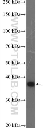 RNF2 Antibody in Western Blot (WB)