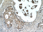 CSN3 Antibody in Immunohistochemistry (Paraffin) (IHC (P))