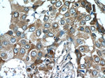 CSN3 Antibody in Immunohistochemistry (Paraffin) (IHC (P))