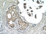 CSN3 Antibody in Immunohistochemistry (Paraffin) (IHC (P))