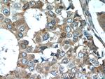 CSN3 Antibody in Immunohistochemistry (Paraffin) (IHC (P))