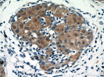 Amphiregulin Antibody in Immunohistochemistry (Paraffin) (IHC (P))