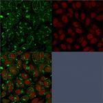 CD55/Decay Accelerating Factor (DAF) Antibody in Immunocytochemistry (ICC/IF)