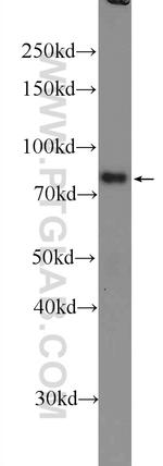 IFFO1 Antibody in Western Blot (WB)