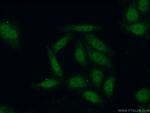 POLR3F Antibody in Immunocytochemistry (ICC/IF)