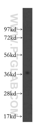 POLR3F Antibody in Western Blot (WB)