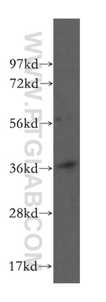 POLR3F Antibody in Western Blot (WB)