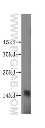 PFDN4 Antibody in Western Blot (WB)