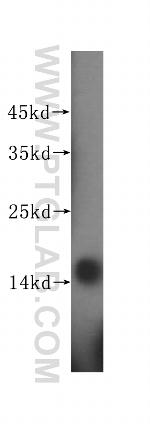 PFDN4 Antibody in Western Blot (WB)