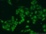 Histone H4 Antibody in Immunocytochemistry (ICC/IF)