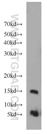 Histone H4 Antibody in Western Blot (WB)