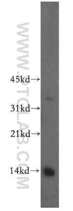 Histone H4 Antibody in Western Blot (WB)