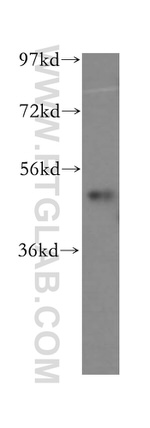 SNX15 Antibody in Western Blot (WB)
