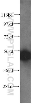 SNX15 Antibody in Western Blot (WB)