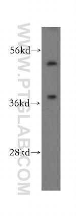 SNX15 Antibody in Western Blot (WB)
