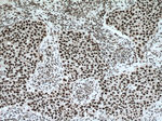 MYEF2 Antibody in Immunohistochemistry (Paraffin) (IHC (P))
