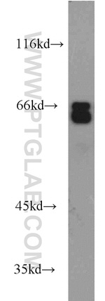MYEF2 Antibody in Western Blot (WB)